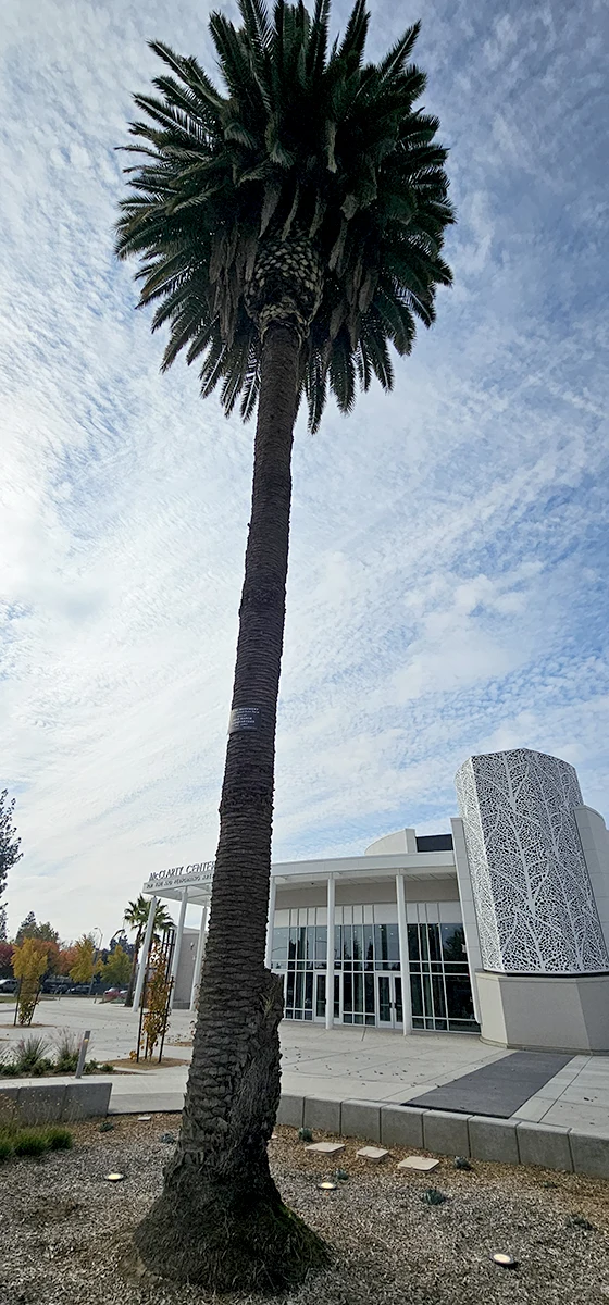 CFPA Palm Tree