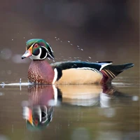 duck on the water